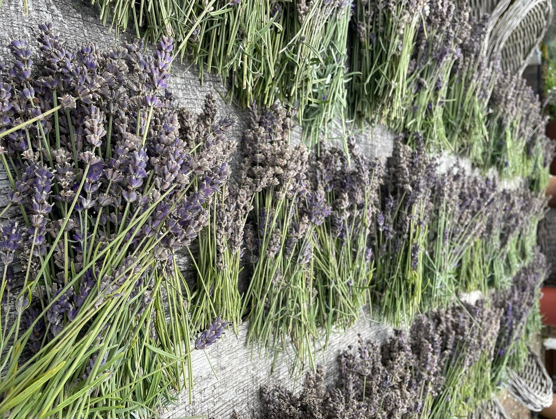 Harvesting Northhurst Farm Lavender